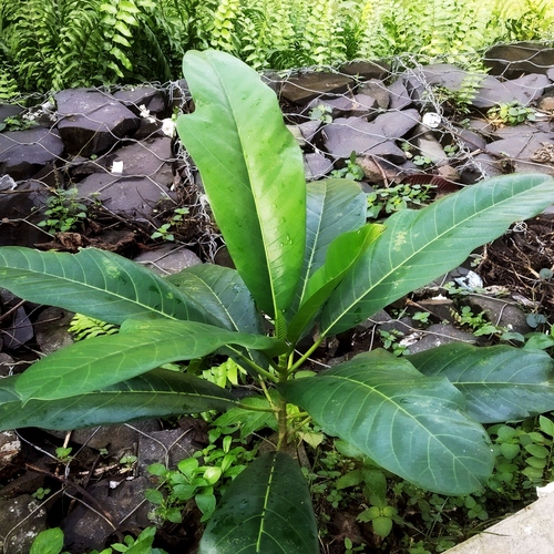 Ficus callosa