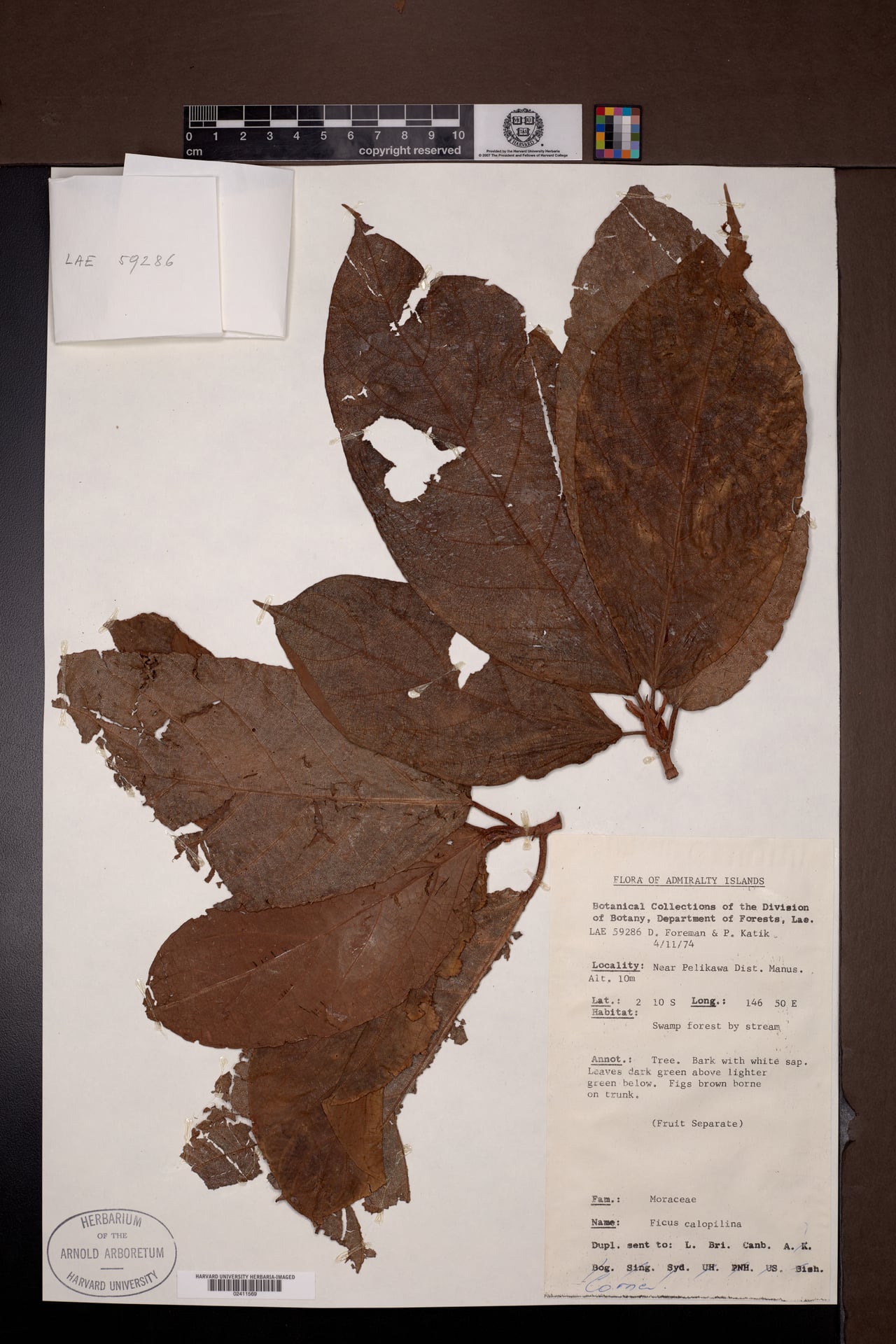 Ficus calopilina (Kurbarab) — photo