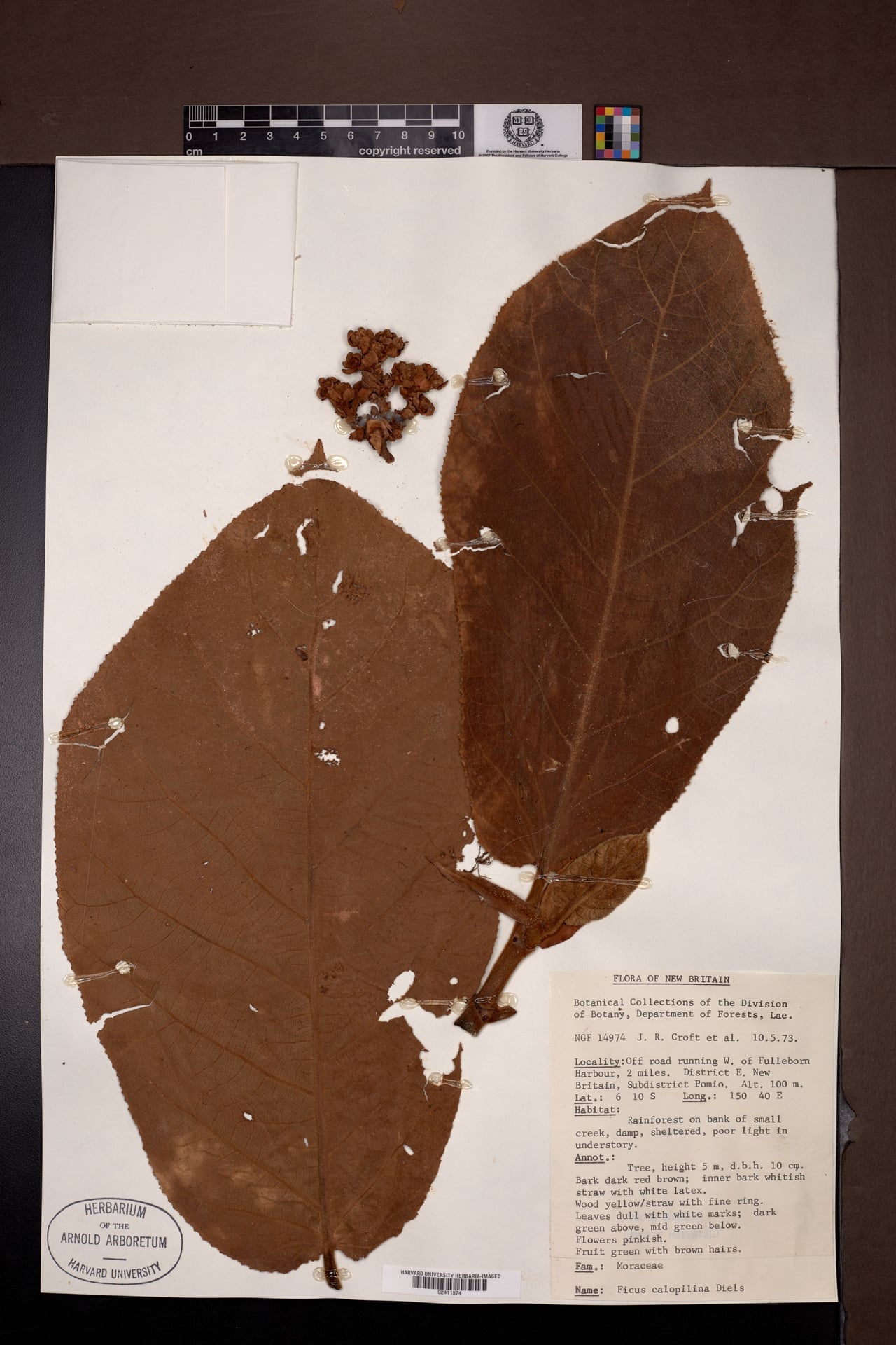 Ficus calopilina (Kurbarab) — photo