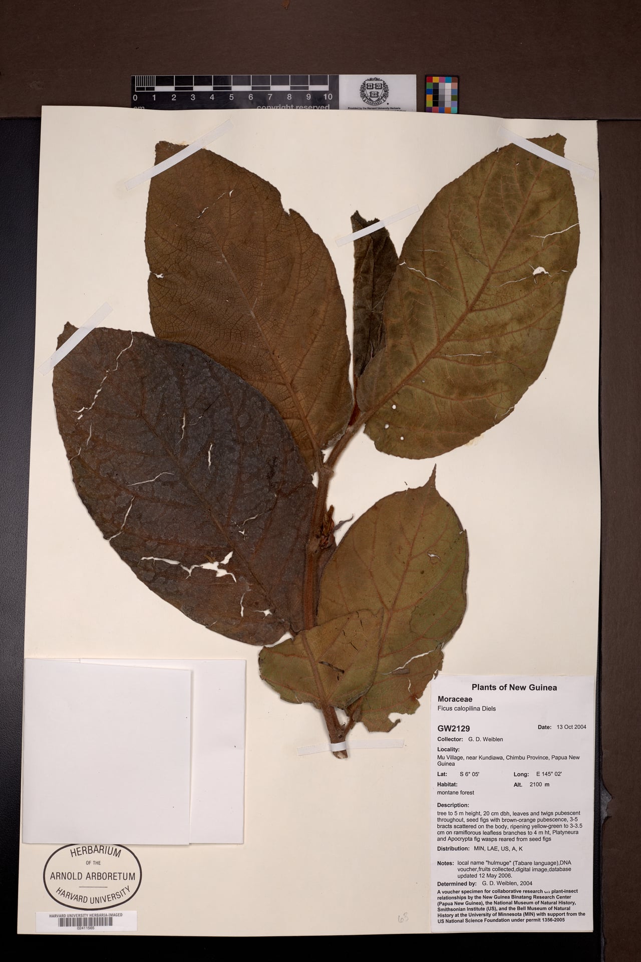 Ficus calopilina