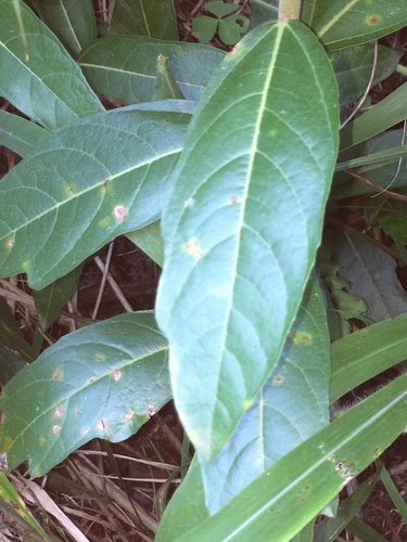 Ficus capreifolia (Riverine sandpaper fig) — photo
