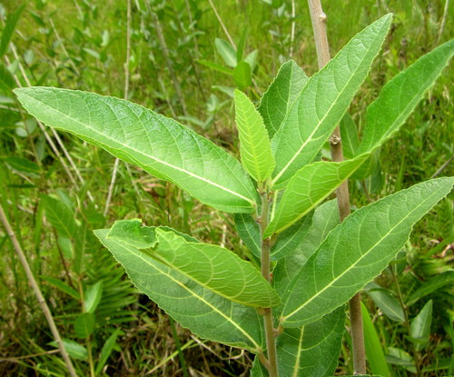 Ficus capreifolia