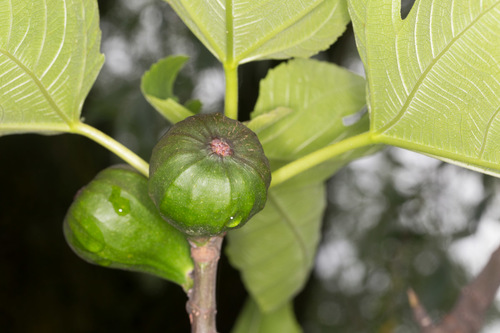 Ficus carica (Fig) — photo