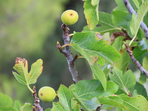 Ficus carica (Fig) — photo