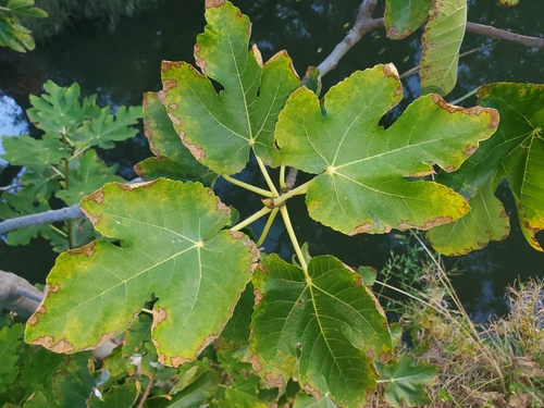 Ficus carica subsp. rupestris — photo