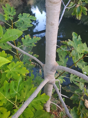 Ficus carica subsp. rupestris — photo