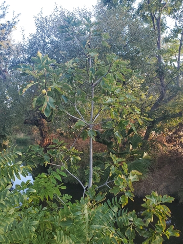 Ficus carica subsp. rupestris