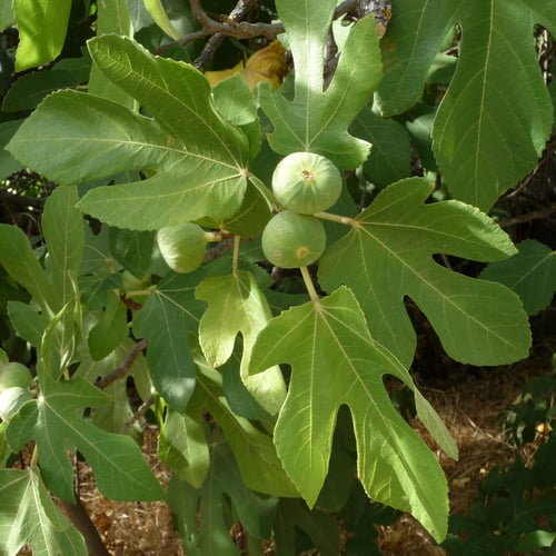 Ficus carica (Fig) — photo