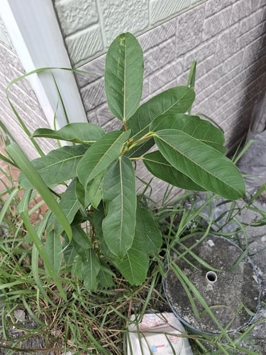 Ficus caulocarpa (Salwit) — photo