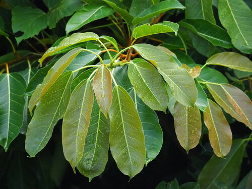 Ficus caulocarpa