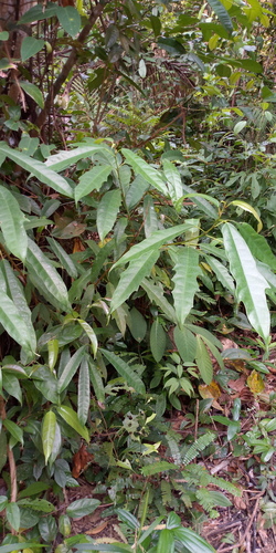 Ficus chartacea — photo