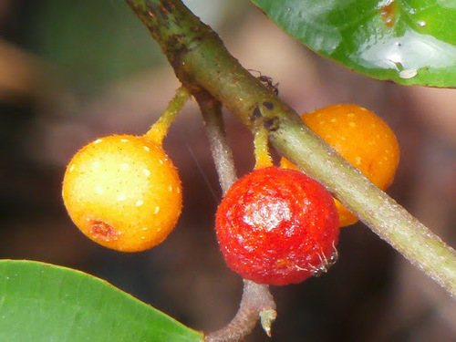 Ficus chartacea