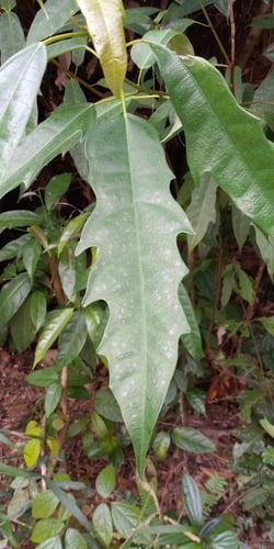 Ficus chartacea — photo