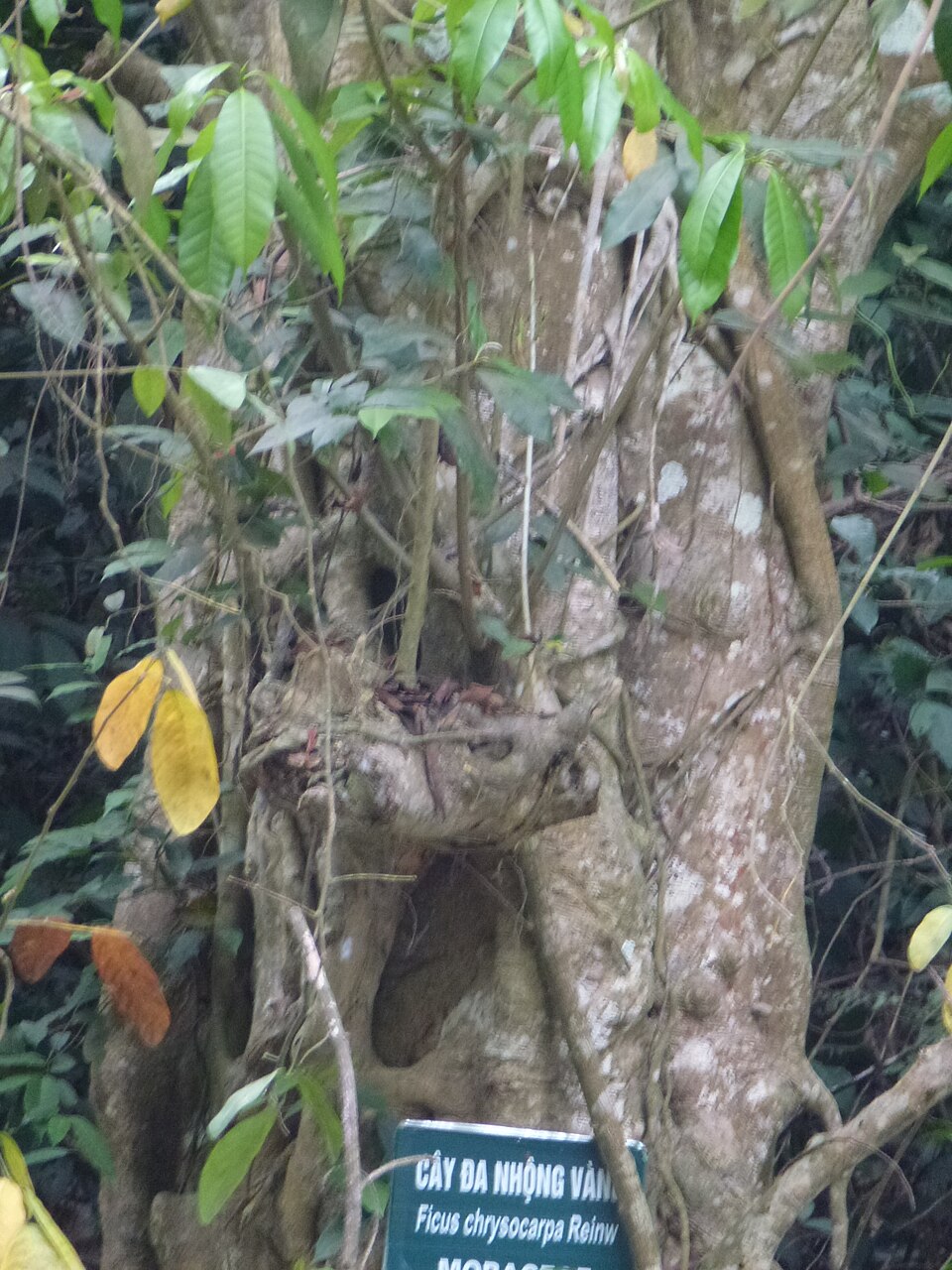 Ficus chrysocarpa