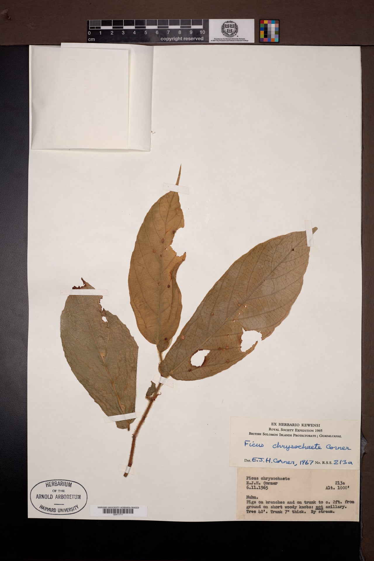 Ficus chrysochaete (Labutsie) — photo
