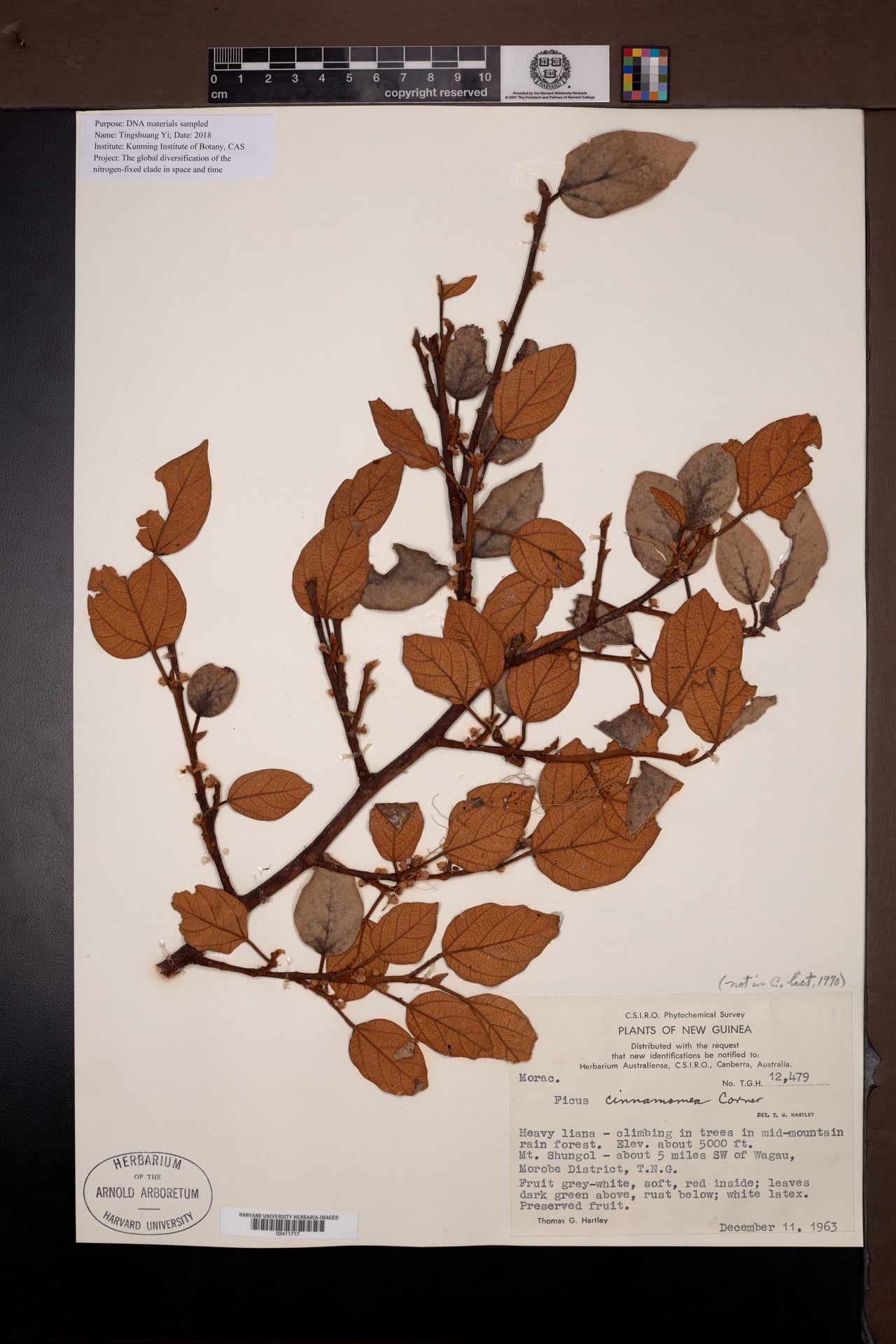 Ficus chrysochaete (Labutsie) — photo