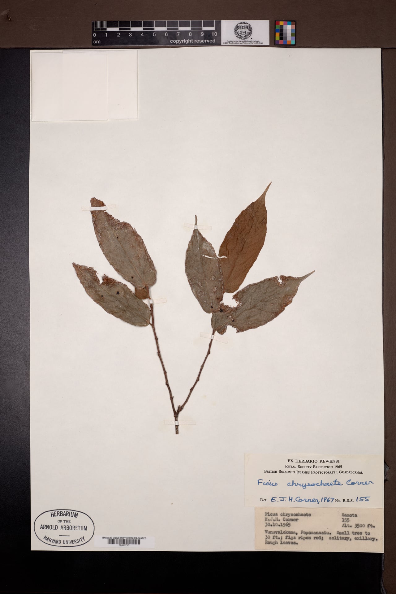 Ficus chrysochaete