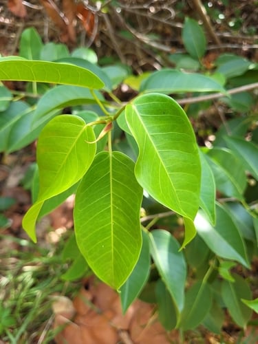 Ficus citrifolia (Short leaf fig) — photo