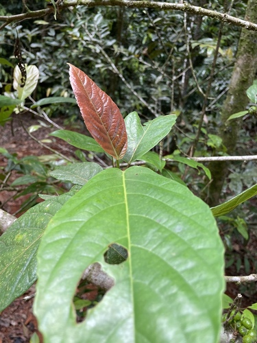 Ficus congesta (Red leaf fig) — photo