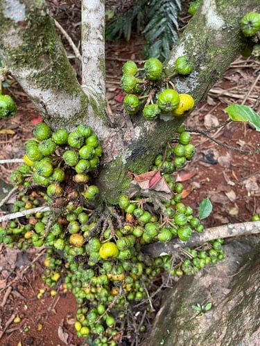 Ficus congesta (Red leaf fig) — photo