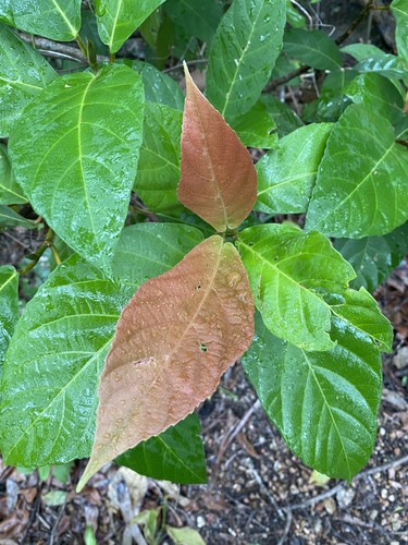 Ficus congesta