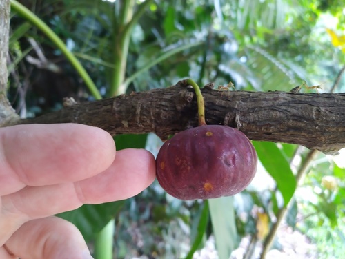 Ficus copiosa (Plentiful fig) — photo