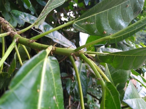 Ficus copiosa (Plentiful fig) — photo