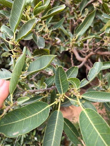 Ficus cordata (Namaqua fig) — photo