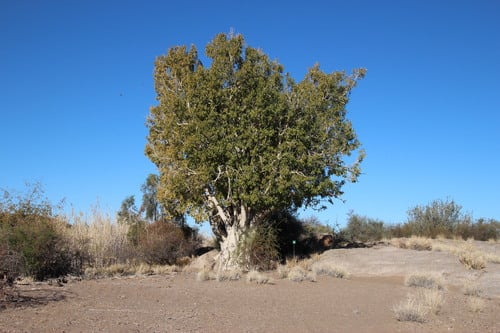 Ficus cordata (Namaqua fig) — photo