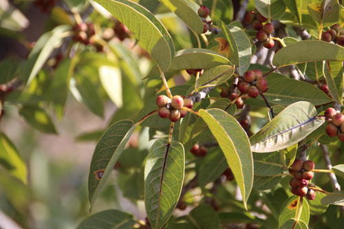 Ficus cordata