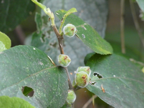 Ficus coronata (Creek Sandpaper Fig) — photo