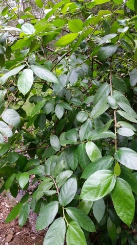 Ficus coronata (Creek Sandpaper Fig) — photo