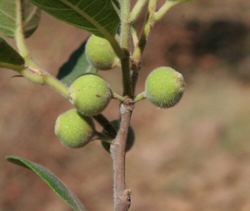 Ficus coronulata (Creek fig) — photo
