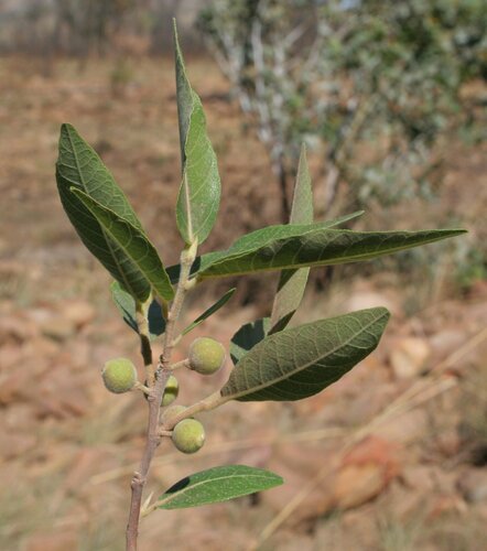 Ficus coronulata
