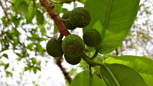 Ficus cotinifolia — photo