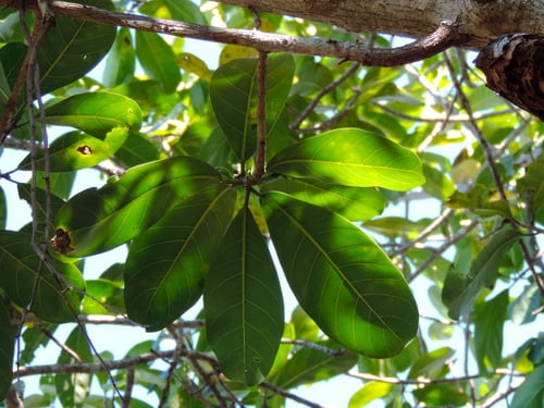 Ficus cotinifolia — photo