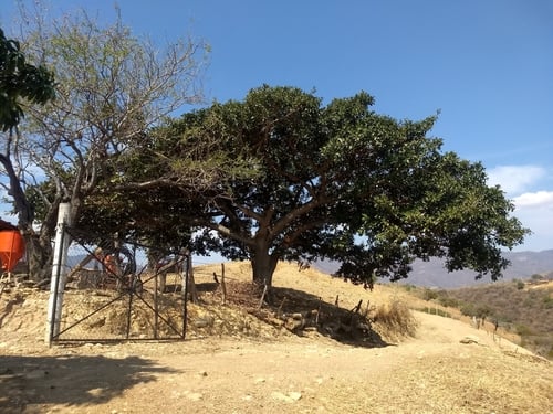 Ficus cotinifolia