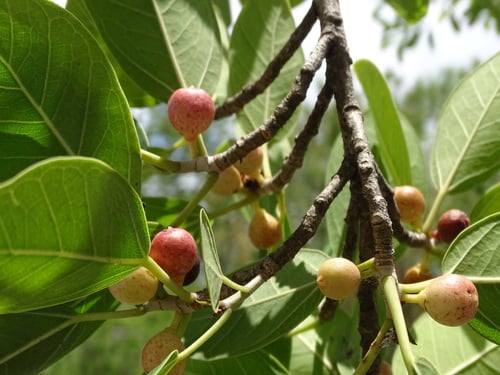 Ficus crassinervia — photo