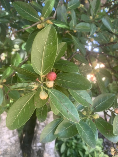 Ficus crassinervia — photo