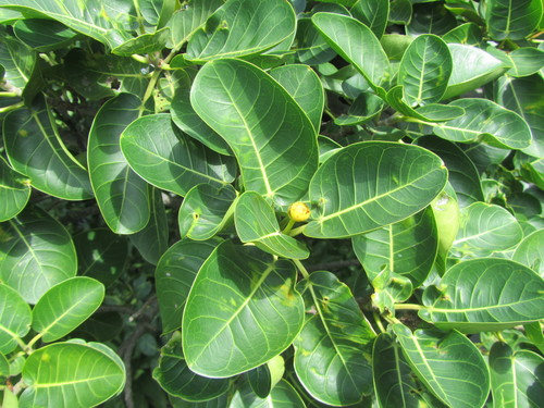 Ficus crassinervia