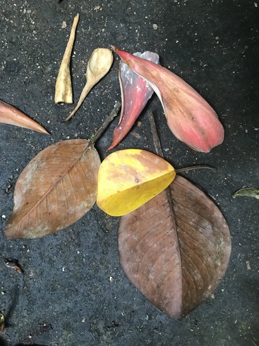 Ficus crassipes