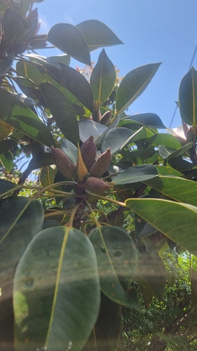 Ficus crassipes (Round-leaf Banana Fig) — photo
