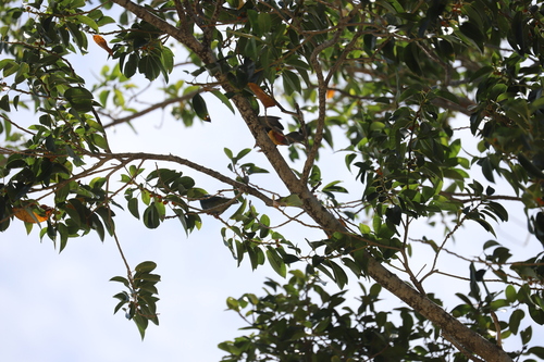 Ficus crassiramea subsp. stupenda — photo