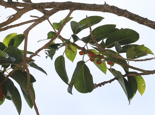 Ficus crassiramea subsp. stupenda — photo