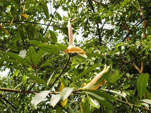 Ficus crassiramea subsp. stupenda