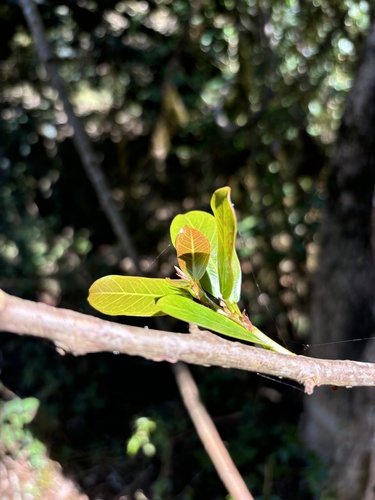 Ficus craterostoma (Forest fig) — photo