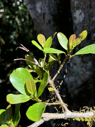 Ficus craterostoma (Forest fig) — photo