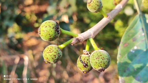 Ficus crocata (Morazan fig) — photo