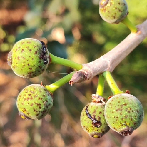 Ficus crocata (Morazan fig) — photo