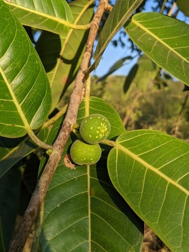 Ficus crocata